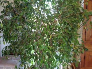 Sales: Vends Ficus Benjamina