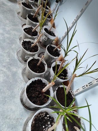 bouture de dracaena marginata