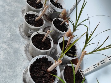 Vente: bouture de dracaena marginata