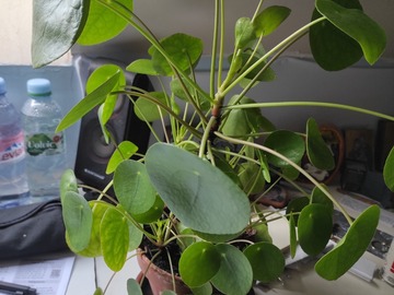Vente: repousse de pilea