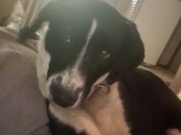   : Elliemae 