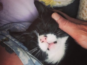   : Henry