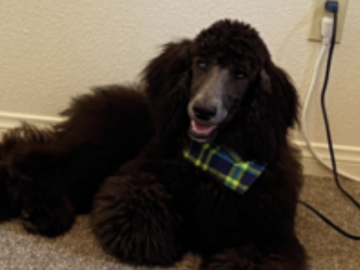   : Leo 