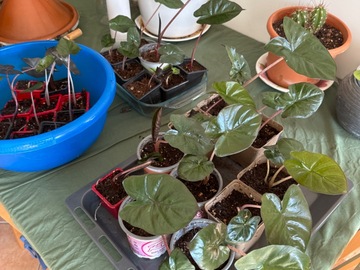 Vente: Vente bébé Alocasia Yucatan Princess 