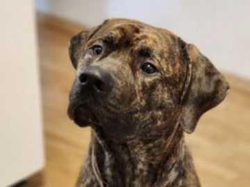   : Dozer
