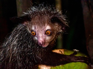 Multi-day Packages: 8-Day Sustainable Wonders of Madagascar Tour | National
