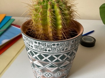 Don: Cactus