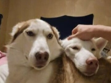   : Bruce and Jojo