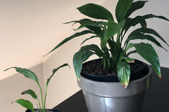 Giving away: Spathiphyllum