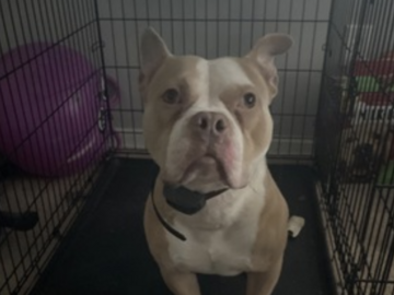   : Odin