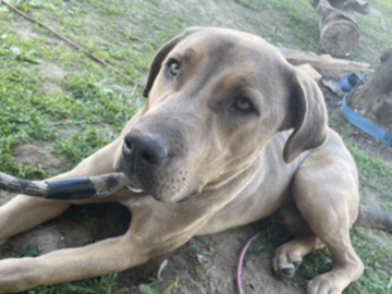   : Rocco