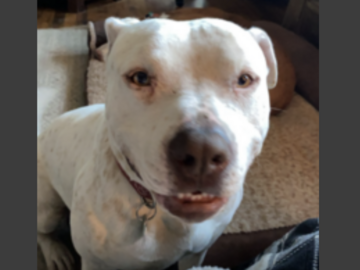   : Roscoe 