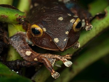 Nature & Wildlife: Night Walk Adventure in Ranomafana National Park