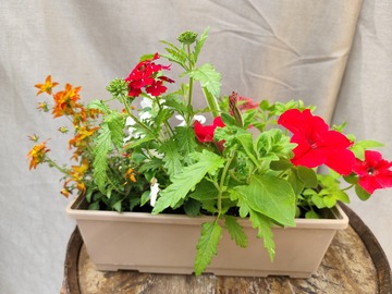Vente: Jardiniers 