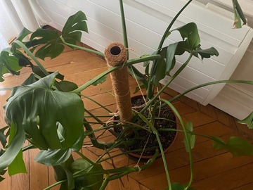 Sales: Grande Monstera Deliciosa