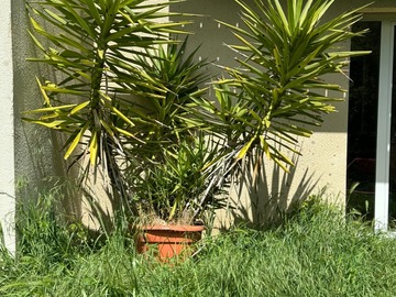 Don: DONNE YUCCA ADULTE