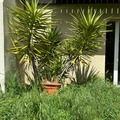 Don: DONNE YUCCA ADULTE