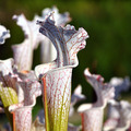 Sales: Sarracenia leucophylla 'Schnell's Ghost' x typical (1 plante)