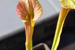 Vente: LOT de Sarracenia x (7 plantes)