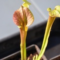 Vente: LOT de Sarracenia x (7 plantes)