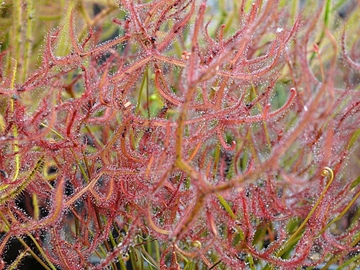 Vente: Drosera binata f. multifida f. extrema (1 plante)