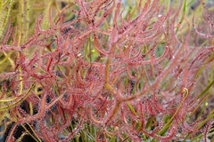 Sales: Drosera binata f. multifida f. extrema (1 plante)