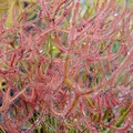 Sales: Drosera binata f. multifida f. extrema (1 plante)