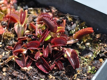 Sales: Dionaea muscipula 'Bohemian Garnet' (Dionée)(1 plante)