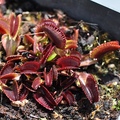 Sales: Dionaea muscipula 'Bohemian Garnet' (Dionée)(1 plante)