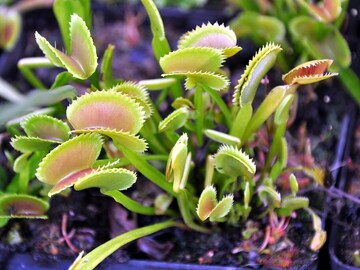 Vente: Dionaea muscipula 'Sawtooth' (ipD25a)(Dionée)(2 plantes)