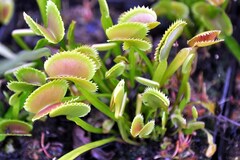 Vente: Dionaea muscipula 'Sawtooth' (ipD25a)(Dionée)(2 plantes)