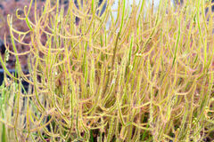 Sales: Drosera binata 'Giant'   (2 plantes)