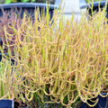 Vente: Drosera binata 'Giant'   (2 plantes)