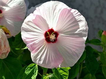 Sales: Hibiscus des marais - fleur rose/blanche de 20/25 cm