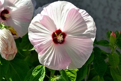 Vente: Hibiscus des marais - fleur rose/blanche de 20/25 cm