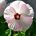 Sales: Hibiscus des marais - fleur rose/blanche de 20/25 cm