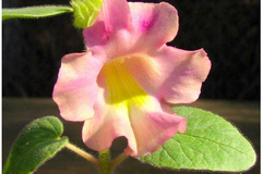 Sales: Proboscidea parviflora var hohokamiana (Griffes du Diable)