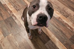   : Dozer