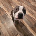   : Dozer