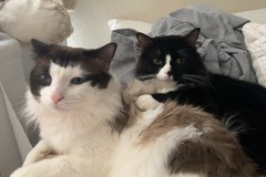   : Finn and Prince 