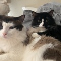   : Finn and Prince 