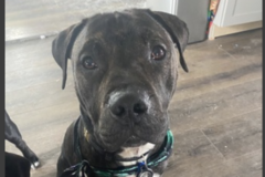   : Rex