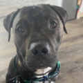  : Rex