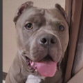   : Thor