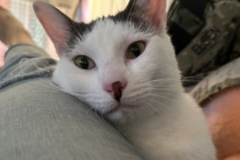   : Loki