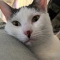   : Loki