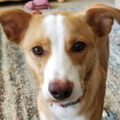   : Lucy Lu