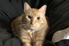   : Clyde
