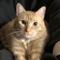   : Clyde