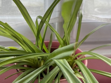 Sales: plante chlorophytum verte 